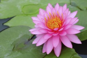 esSENSiel - fleur de Lotus